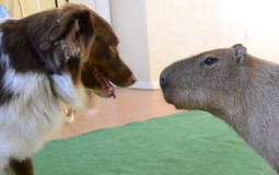 Ranking games on there dogs