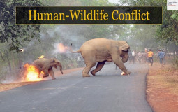 Human-Wildlife Conflict Conservation Statuses