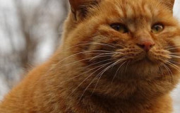 gobloggingaboutanything