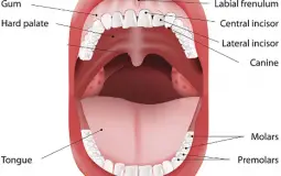 Girl Scout cookies :)