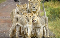 #### duro hasta el amanecer