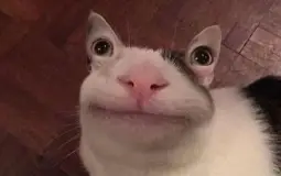 veggie