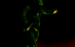 Caretaker fan artists