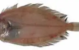 pescados comestibles(españa)