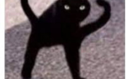animals i would fist fight