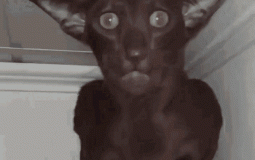 Whomane tier list 8.c