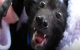 Netherbat's Character Tierlist