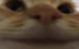 Sgushenka Studio’s Discord Server Tier List