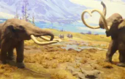 Pleistocene Megafauna