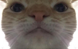 PP
