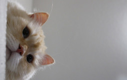 AP Chemistry Students