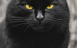 HOUSING PETs