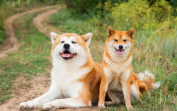 Genshin Impact Exploration