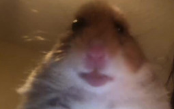 Paisley Glasgow Clubs Pubs