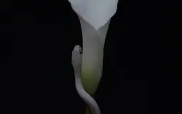 Animals as Leaders Parrhesia