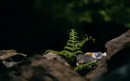 Motok Ultime 2 thousand 3