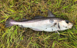 commonly groundfished species of the northeast