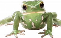 BDL Player Draft Rankings