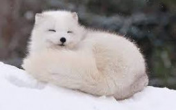 Animal Crossing Villagers