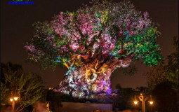 Animal Kingdom Quick Services