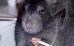 Fantasy Basktball Rankings