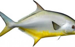 Carter's saltwater fish