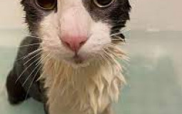 THINGS I WOULD WIPE OF THIS PLANET