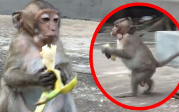 Animal Crossing Monkeys