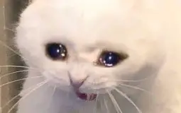 Psheeeen \ dating sim mais c'est Ana la MC