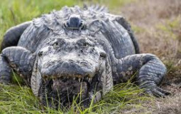 somthingsomthing somthinchan fighter tier list