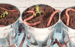 Non-food edible items