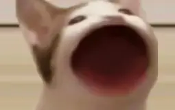 THE GAYS Members Ranking