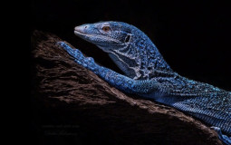 Monitor Lizard Tier List