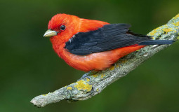 Bird poetry book covers