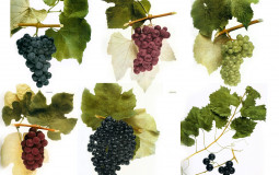 Wine Grape Varietals