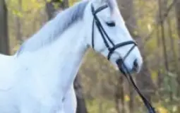 Manegepaarden