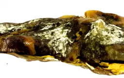 ABD Rarity Tier List