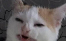 Cats lol