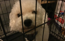 Semore and Kitten PP sizes