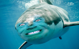 Countersharks LOL players