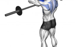 Shoulder Exercises