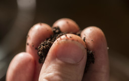 THE GREAT BIG WAR OF THE BÆSA