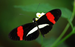 Rubiks Cube PLL Tier List