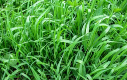 Grass