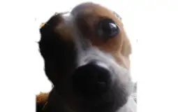 Least gay to most gay