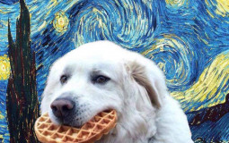 The Songs on my Playlist