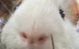 zs