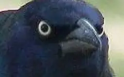 Smash or Pass (League Boys Edition)