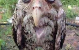 bee's cosplay tier list !!1!11!!!