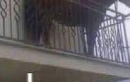 hungry shark evolution